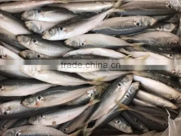 New Catching Purse Seine High Quality Horse Mackerel for Market Sale photo-3