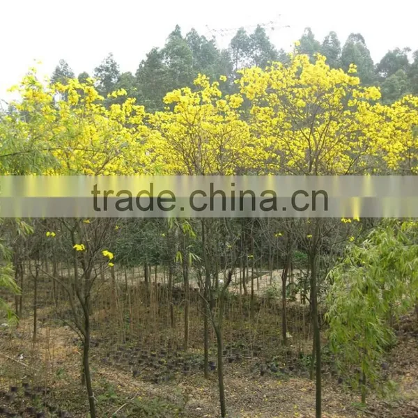 Tabebuia Chrysantha With Yellow Flower Season photo-2