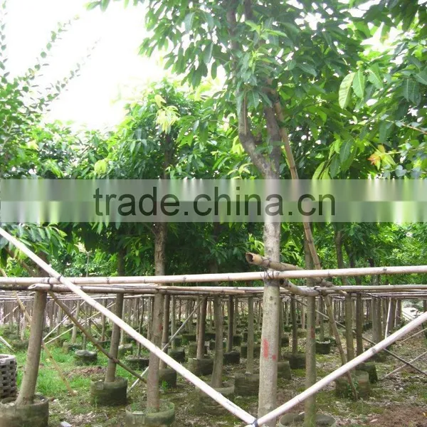 Ficus Lacor photo-4