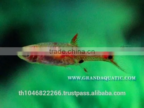 Rasbora Fish For Sale and Export photo-2