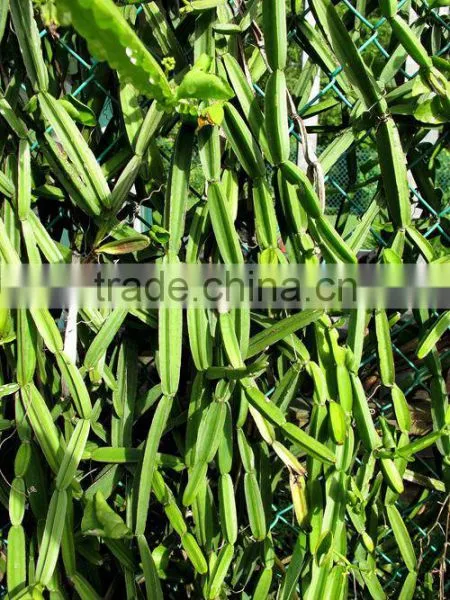 Cissus Extract photo-4