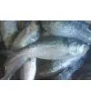 Chilled/Fresh Hilsha/Herring