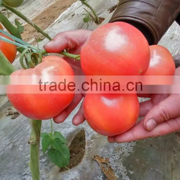 2016 Tomatoes/tomatoes in China for Sale photo-3