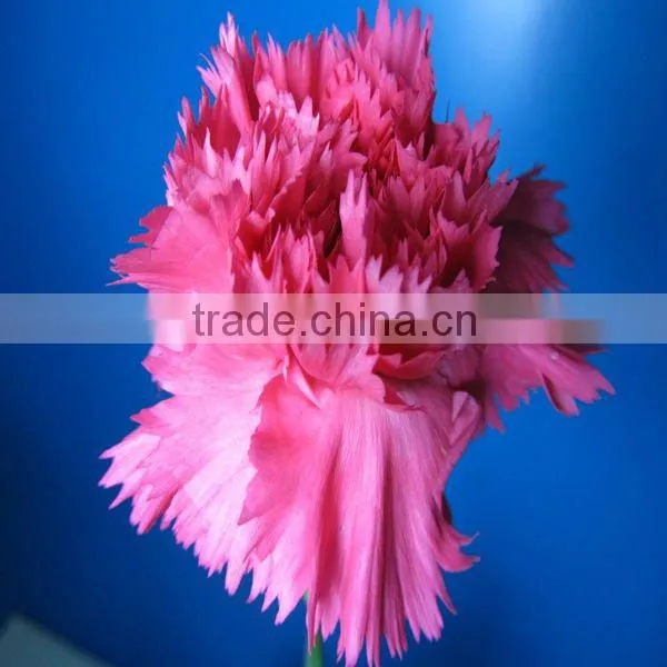 Exporters of Good Quality Fresh Cut Flowres Carnations in Bulk From Qingyi photo-6