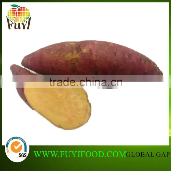 Kinds of Fresh Sweet Potato Export to Sweet Potato Buyers