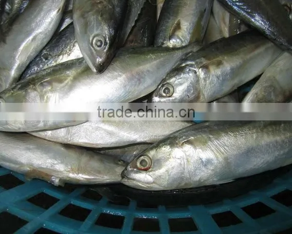 Indian Mackerel