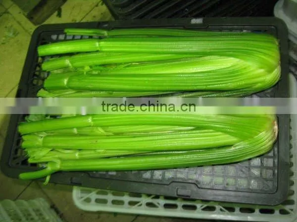 Fresh Mix Vegetable From All China Around photo-5