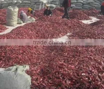 Red Chilli photo-2