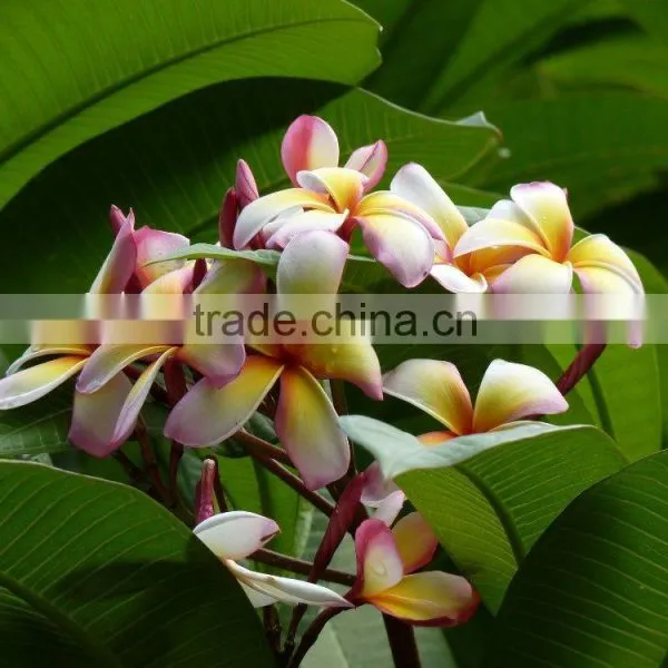 Multi-color Plumeria Rubra 'Tricolor' photo-3
