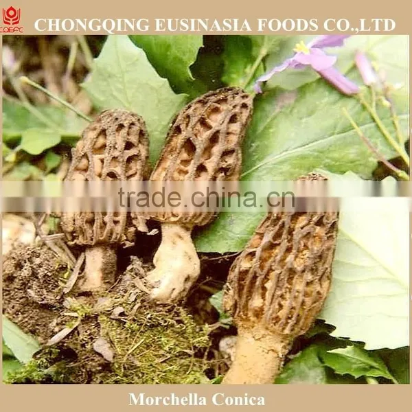 Wild Morel Porcini Truffle Chanterelle Price, Market Price for Mushroom photo-2
