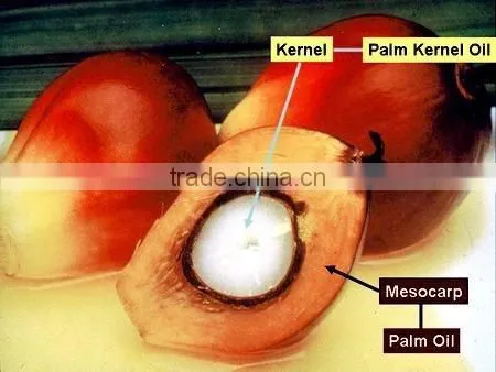 Palm Kernel Expeller Oil Press Machine photo-2