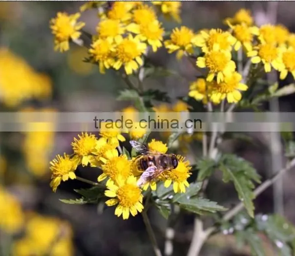 HST 100 Essential Sunflower Oil Solvent Extractor photo-3