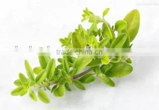 Thyme Multiple Layer Continuous Type Mesh Belt Dryer photo-5