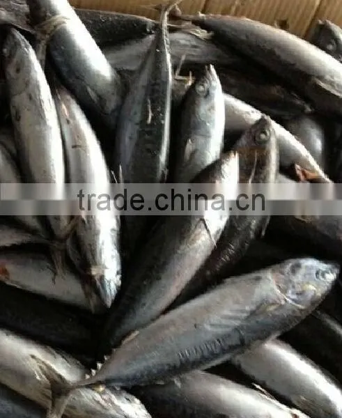 Frozen Bonito Fish 500-2kg for Canning photo-2
