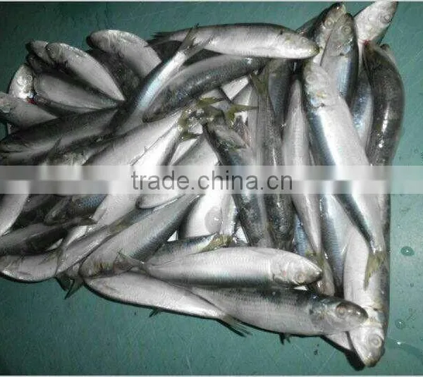 Frozen Pacific Mackerel