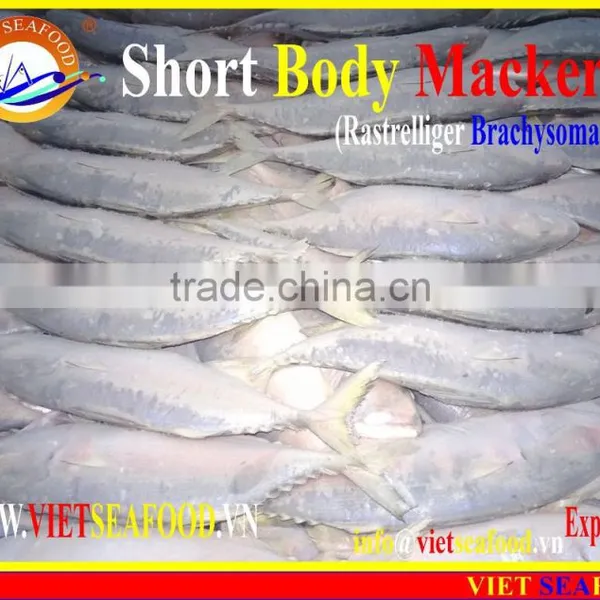 FROZEN SHORT BODY MACKEREL WHOLE ROUND photo-6