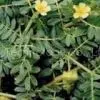 Tribulus Terrestris P.E.