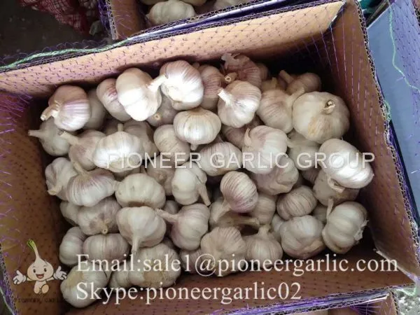New Crop Fresh Chinese Normal White Garlic (5.0cm, 5.5cm, 6.0cm)Mesh Bag Or Box Packing