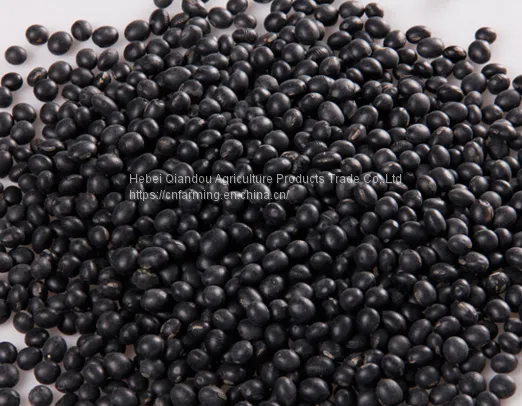 Beans photo-3