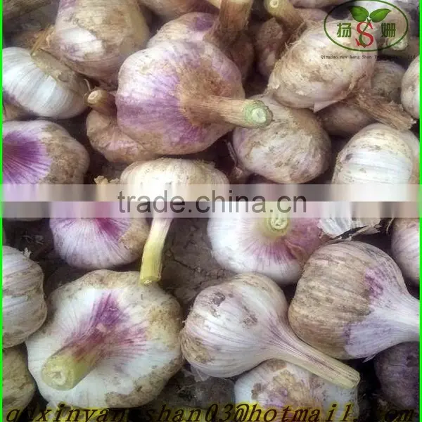 The Best Quality, Best Price, Best Exporters: 2015 Fresh Garlic! photo-2