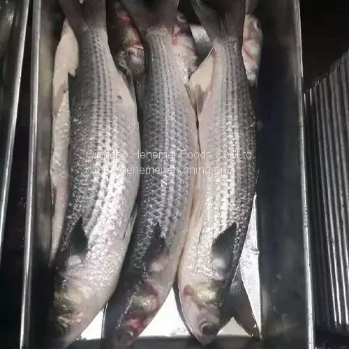 Frozen Gutted Grey Mullet photo-4