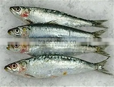 WR Frozen Sardines photo-3