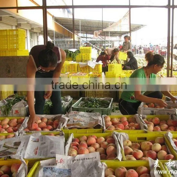 2015 Fresh Peach From China