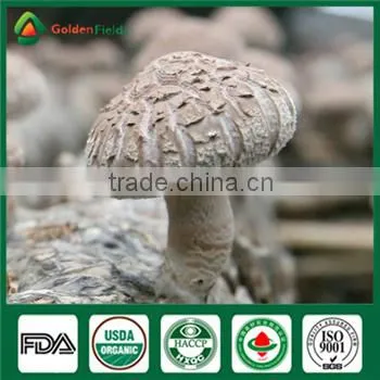 China Supplier Organic Greenhouse Fresh and Dried Shiitake Mushroom Sawdust Spore Spawn photo-2