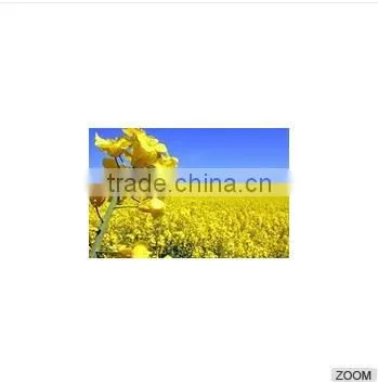 High Quality RAPS, Raps Seeds