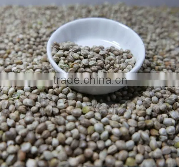 Hemp Seeds With High Quality 2016 Crop photo-3