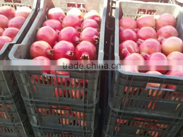Fresh Pomegranate For Sale photo-2