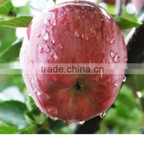 High Quality Delicious Huaniu Apple Fresh Apple for Sale With Reasonable Price photo-6