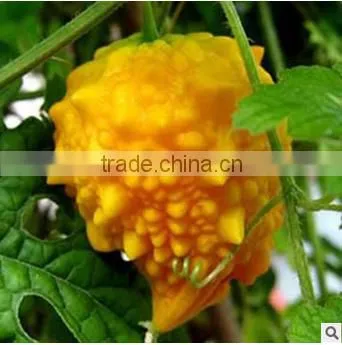 Fruit Type Bitter Melon Seeds Bitter Gourd Seeds for Growing photo-2