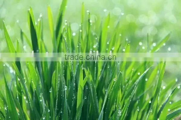 100% Natural Certified Organic Wheatgrass Powder photo-2