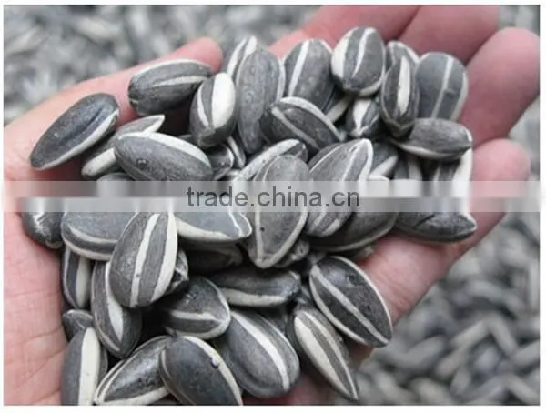 Hot Sale New Crop Chinese Sunflower Seeds photo-3