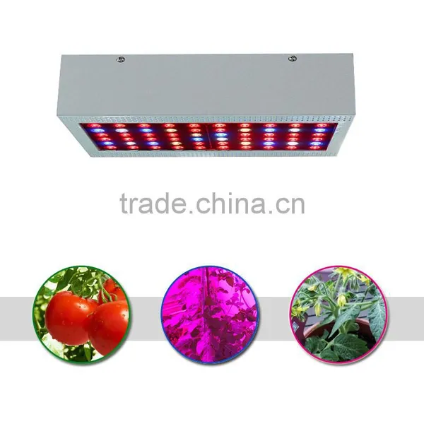 Ebay Best Selling 300w Full Spectrum Led Grow Light for Flowering and Fruiting photo-3