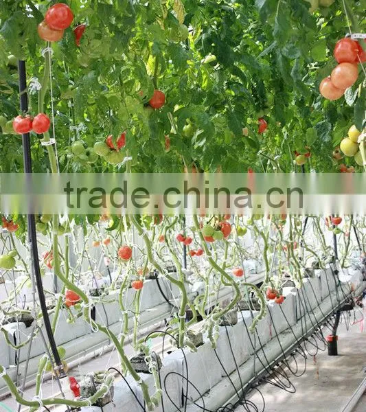 Tomato Greenhouse Greenhouse for Tomatoes/ Cucumber/ Peppers photo-3