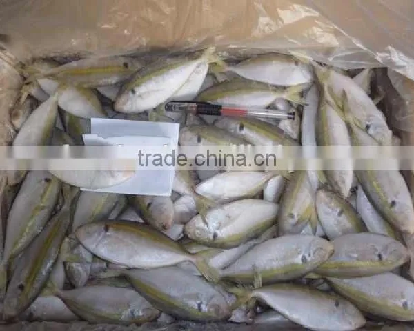 Fishing Supplies From China of Horse Mackerel photo-2