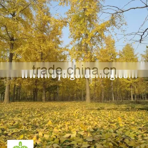 Ginkgo Biloba ( Deciduous Tree) for Cold Climate Landscaping Wholesale Export photo-5