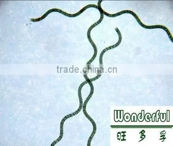 Powder Green Spirulina,Food Grade,Health Products photo-3