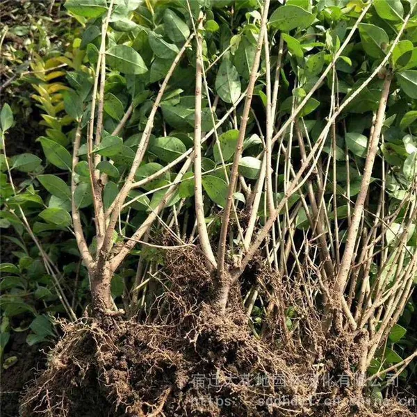 in the Shuyang Area, the Price of Centimeter-sized Golden Privet Seedlings is Cheap and the Survival Rate is High. photo-2