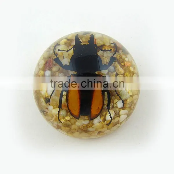 2016 New Style Business Particularly Paperweight With Real Insect Spide photo-6