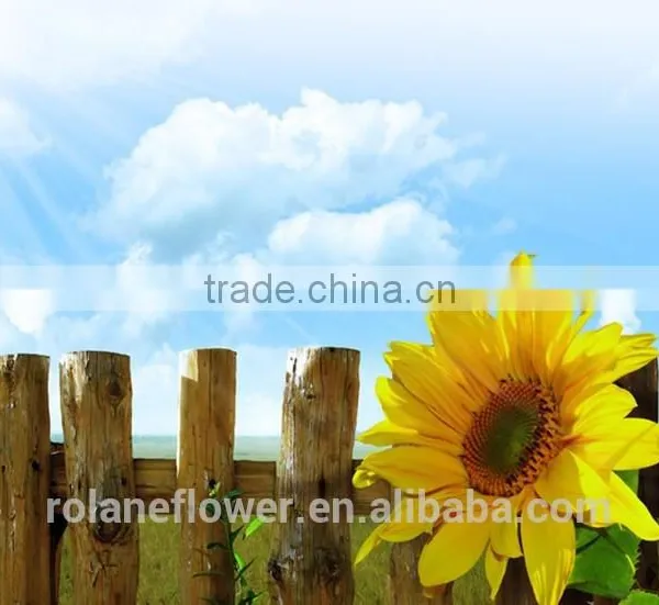Fashion Hot Sale Beautiful Flower Sunflower For Gift photo-5