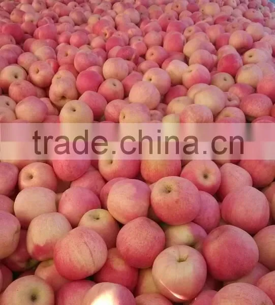Gansu Qinguan Apple photo-2
