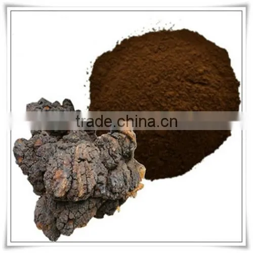 Natural OPC 95% Low Price Pine Bark Extract photo-4