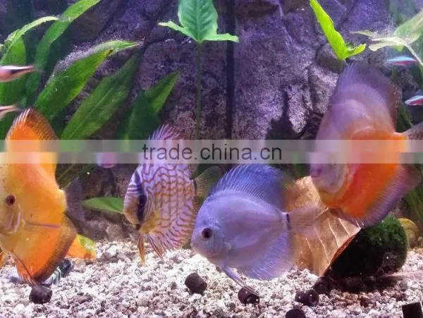Freshwater Fish Live Led Aquarium Light Red and Green Cool White 180cm 360cm Huge Tank photo-6