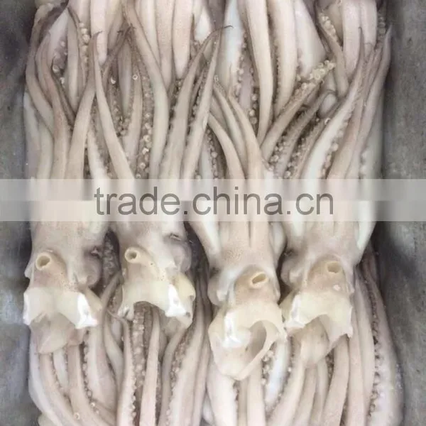 Frozen Squid Head From High Quality Illex Squids photo-5