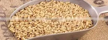 Hulled Oat From Ukraine