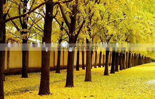 Ginkgo Biloba Fruit Tree Seedling photo-2