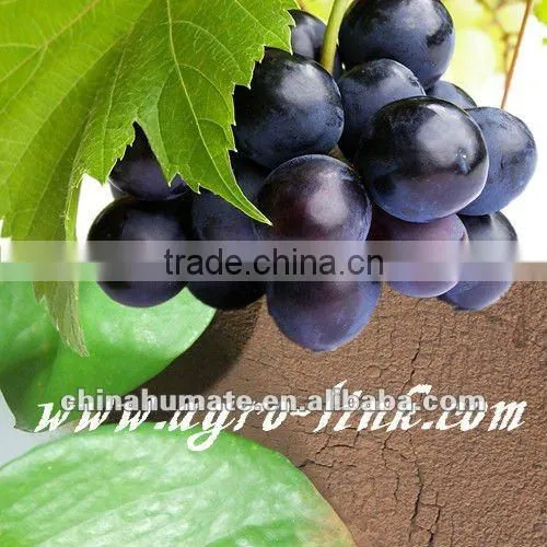 Fulvic Acid in Powder
